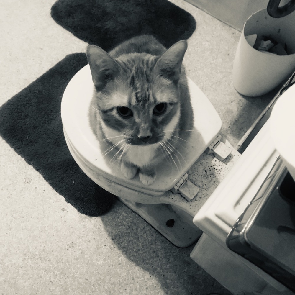 Meet your Posher, Darrol